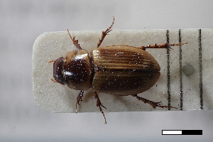  (Cinacanthus penetrans - USNM ENT 02004598)  @11 [ ] Unspecified (default): All Rights Reserved  Unspecified Unspecified