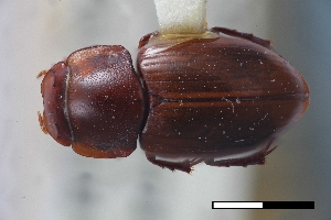  (Cryptoscatomaseter acuminatus - USNM ENT 02004609)  @11 [ ] Unspecified (default): All Rights Reserved  Unspecified Unspecified