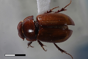  ( - USNM ENT 02004610)  @11 [ ] Unspecified (default): All Rights Reserved  Unspecified Unspecified