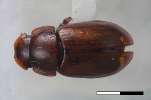  ( - USNM ENT 02004611)  @11 [ ] Unspecified (default): All Rights Reserved  Unspecified Unspecified