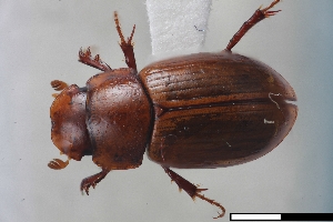  ( - USNM ENT 02004612)  @11 [ ] Unspecified (default): All Rights Reserved  Unspecified Unspecified