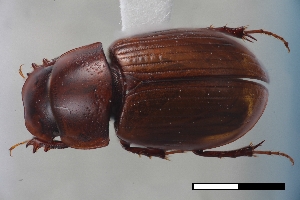  ( - USNM ENT 02004613)  @11 [ ] Unspecified (default): All Rights Reserved  Unspecified Unspecified