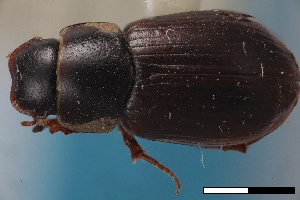  (Cryptoscatomaseter browni - USNM ENT 02004614)  @11 [ ] Unspecified (default): All Rights Reserved  Unspecified Unspecified