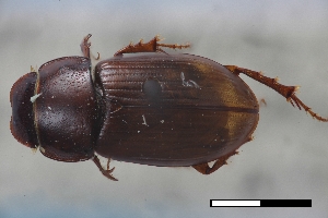  ( - USNM ENT 02004615)  @11 [ ] Unspecified (default): All Rights Reserved  Unspecified Unspecified