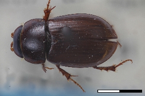  ( - USNM ENT 02004616)  @11 [ ] Unspecified (default): All Rights Reserved  Unspecified Unspecified