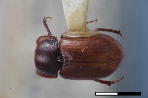  (Cryptoscatomaseter captivus - USNM ENT 02004617)  @11 [ ] Unspecified (default): All Rights Reserved  Unspecified Unspecified