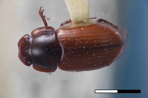  ( - USNM ENT 02004618)  @11 [ ] Unspecified (default): All Rights Reserved  Unspecified Unspecified