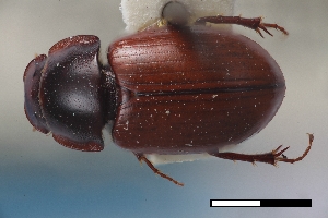  ( - USNM ENT 02004619)  @11 [ ] Unspecified (default): All Rights Reserved  Unspecified Unspecified