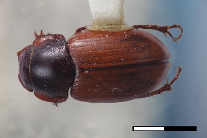  ( - USNM ENT 02004620)  @11 [ ] Unspecified (default): All Rights Reserved  Unspecified Unspecified