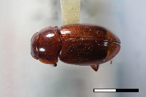  (Cryptoscatomaseter haldemani - USNM ENT 02004623)  @11 [ ] Unspecified (default): All Rights Reserved  Unspecified Unspecified