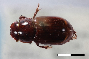  ( - USNM ENT 02004624)  @11 [ ] Unspecified (default): All Rights Reserved  Unspecified Unspecified