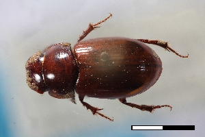  ( - USNM ENT 02004625)  @11 [ ] Unspecified (default): All Rights Reserved  Unspecified Unspecified