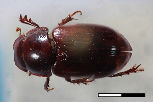  ( - USNM ENT 02004626)  @11 [ ] Unspecified (default): All Rights Reserved  Unspecified Unspecified