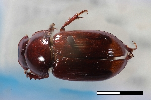  ( - USNM ENT 02004627)  @11 [ ] Unspecified (default): All Rights Reserved  Unspecified Unspecified