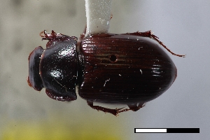  ( - USNM ENT 02004631)  @11 [ ] Unspecified (default): All Rights Reserved  Unspecified Unspecified