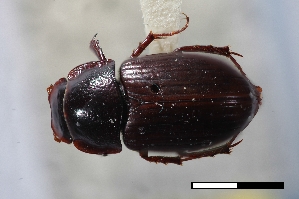  ( - USNM ENT 02004632)  @11 [ ] Unspecified (default): All Rights Reserved  Unspecified Unspecified