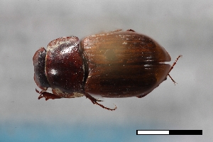  ( - USNM ENT 02004633)  @11 [ ] Unspecified (default): All Rights Reserved  Unspecified Unspecified