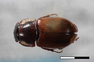  ( - USNM ENT 02004634)  @11 [ ] Unspecified (default): All Rights Reserved  Unspecified Unspecified