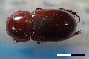  (Cryptoscatomaseter rossi - USNM ENT 02004638)  @11 [ ] Unspecified (default): All Rights Reserved  Unspecified Unspecified