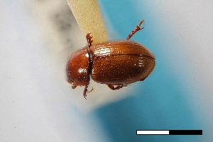  (Cryptoscatomaseter oklahomensis - USNM ENT 02004644)  @11 [ ] Unspecified (default): All Rights Reserved  Unspecified Unspecified