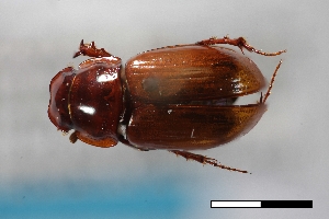  ( - USNM ENT 02004646)  @11 [ ] Unspecified (default): All Rights Reserved  Unspecified Unspecified