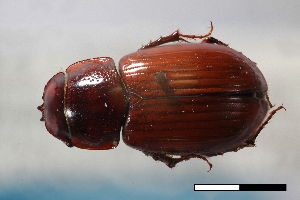  ( - USNM ENT 02004648)  @11 [ ] Unspecified (default): All Rights Reserved  Unspecified Unspecified