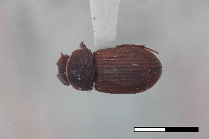  ( - USNM ENT 02004675)  @11 [ ] Unspecified (default): All Rights Reserved  Unspecified Unspecified