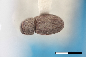  ( - USNM ENT 02004676)  @11 [ ] Unspecified (default): All Rights Reserved  Unspecified Unspecified