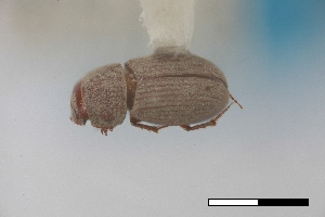  ( - USNM ENT 02004677)  @11 [ ] Unspecified (default): All Rights Reserved  Unspecified Unspecified