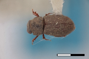  ( - USNM ENT 02004678)  @11 [ ] Unspecified (default): All Rights Reserved  Unspecified Unspecified