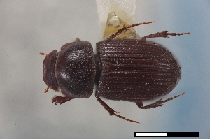  ( - USNM ENT 02004680)  @11 [ ] Unspecified (default): All Rights Reserved  Unspecified Unspecified