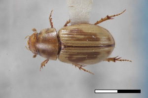  ( - USNM ENT 02004692)  @11 [ ] Unspecified (default): All Rights Reserved  Unspecified Unspecified