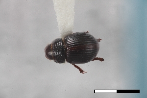  (Geopsammodius fuscus - USNM ENT 02004704)  @11 [ ] Unspecified (default): All Rights Reserved  Unspecified Unspecified