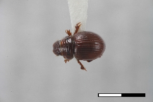  (Geopsammodius morrisi - USNM ENT 02004707)  @11 [ ] Unspecified (default): All Rights Reserved  Unspecified Unspecified