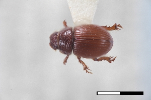  ( - USNM ENT 02004708)  @11 [ ] Unspecified (default): All Rights Reserved  Unspecified Unspecified