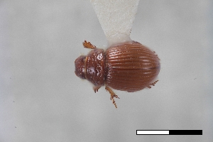  (Geopsammodius ohoopee - USNM ENT 02004709)  @11 [ ] Unspecified (default): All Rights Reserved  Unspecified Unspecified