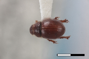  (Geopsammodius relictilus - USNM ENT 02004710)  @11 [ ] Unspecified (default): All Rights Reserved  Unspecified Unspecified