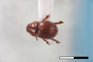  ( - USNM ENT 02004711)  @11 [ ] Unspecified (default): All Rights Reserved  Unspecified Unspecified