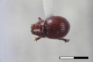  ( - USNM ENT 02004712)  @11 [ ] Unspecified (default): All Rights Reserved  Unspecified Unspecified