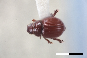  ( - USNM ENT 02004713)  @11 [ ] Unspecified (default): All Rights Reserved  Unspecified Unspecified