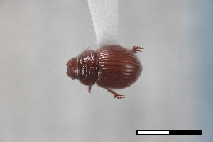  ( - USNM ENT 02004714)  @11 [ ] Unspecified (default): All Rights Reserved  Unspecified Unspecified