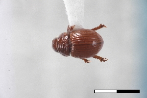  (Geopsammodius unidensis - USNM ENT 02004715)  @11 [ ] Unspecified (default): All Rights Reserved  Unspecified Unspecified