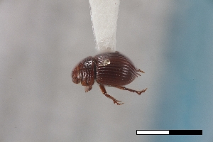  (Geopsammodius - USNM ENT 02004716)  @11 [ ] Unspecified (default): All Rights Reserved  Unspecified Unspecified