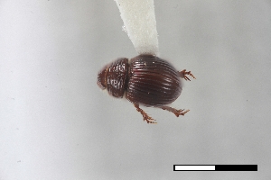  ( - USNM ENT 02004717)  @11 [ ] Unspecified (default): All Rights Reserved  Unspecified Unspecified