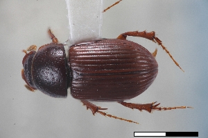  ( - USNM ENT 02004729)  @11 [ ] Unspecified (default): All Rights Reserved  Unspecified Unspecified