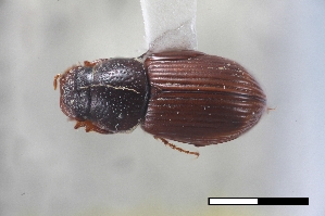  ( - USNM ENT 02004730)  @11 [ ] Unspecified (default): All Rights Reserved  Unspecified Unspecified