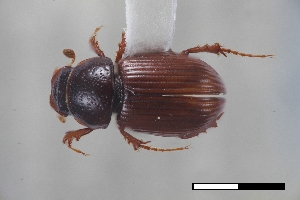  ( - USNM ENT 02004731)  @11 [ ] Unspecified (default): All Rights Reserved  Unspecified Unspecified