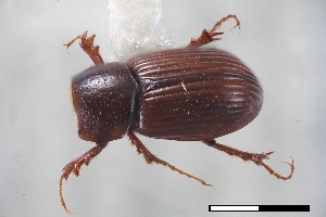  ( - USNM ENT 02004732)  @11 [ ] Unspecified (default): All Rights Reserved  Unspecified Unspecified