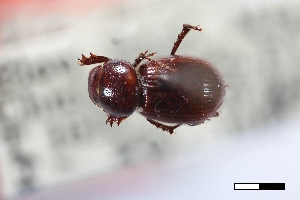  ( - USNM ENT 02004736)  @11 [ ] Unspecified (default): All Rights Reserved  Unspecified Unspecified