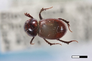  (Stenotothorax comosus - USNM ENT 02004737)  @11 [ ] Unspecified (default): All Rights Reserved  Unspecified Unspecified